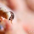 Dalmatian ladybug amphipod (Cyproideidae sp.), photo taken in Indonesia, Bali, Tulamben, Emerald
