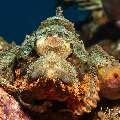 Tassled Scorpionfish (Scorpaenopsis oxycephala), photo taken in Indonesia, Bali, Tulamben, Emerald