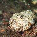 Reef Stonefish (Synanceia verrucosa), photo taken in Indonesia, Bali, Tulamben, Sidem