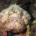Reef Stonefish (Synanceia verrucosa), photo taken in Indonesia, Bali, Tulamben, Sidem