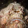Reef Stonefish (Synanceia verrucosa), photo taken in Indonesia, Bali, Tulamben, Sidem Reef Stonefish (Synanceia verrucosa), photo taken in Indonesia, Bali, Tulamben, Sidem