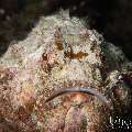 Reef Stonefish (Synanceia verrucosa), photo taken in Indonesia, Bali, Tulamben, Sidem Reef Stonefish (Synanceia verrucosa), photo taken in Indonesia, Bali, Tulamben, Sidem