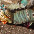 Peacock Mantis Shrimp (Odontodactylus scyllarus), photo taken in Indonesia, Bali, Tulamben, Seraya Secrets