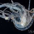 Jellyfish, photo taken in Indonesia, Bali, Tulamben, Blackwater