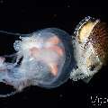 Jellyfish, Paper Nautilus (Argonauta hians), photo taken in Indonesia, Bali, Tulamben, Blackwater