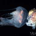 Jellyfish, Paper Nautilus (Argonauta hians), photo taken in Indonesia, Bali, Tulamben, Blackwater