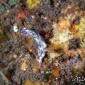 Nudibranch, photo taken in Indonesia, Bali, Tulamben, Batu Niti Reef