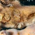 Tassled Scorpionfish (Scorpaenopsis oxycephala), photo taken in Indonesia, Bali, Tulamben, Batu Niti Reef