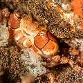 Mosaic Boxer Crab (Lybia tessellata), photo taken in Indonesia, Bali, Tulamben, Batu Niti Reef