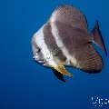Longfin Batfish (Platax teira), photo taken in Maldives, Male Atoll, South Male Atoll, Kulkulhu Huraa