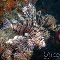 Devil Firefish (Pterois Miles)