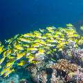 Bluestripe Snapper (Lutjanus Kasmira)