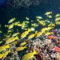 Bluestripe Snapper (Lutjanus Kasmira)