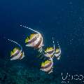, photo taken in Maldives, Male Atoll, South Male Atoll, Gulhi Corner