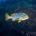 , photo taken in Maldives, Male Atoll, South Male Atoll, Gulhi Corner