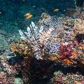, photo taken in Maldives, Male Atoll, South Male Atoll, Gulhi Corner