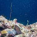 , photo taken in Maldives, Male Atoll, South Male Atoll, Gulhi Corner