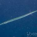 , photo taken in Maldives, Male Atoll, South Male Atoll, Gulhi Corner