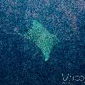 Ornate Eagle Ray (Aetomylaeus vespertilio), photo taken in Maldives, Male Atoll, South Male Atoll, Gulhi Corner