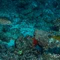 Yellow Boxfish (Ostracion cubicus), photo taken in Maldives, Male Atoll, South Male Atoll, Lhosfushi Corner