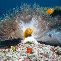 Maldives Anemonfish (Amphiprion Nigripes)