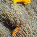 Maldives Anemonfish (Amphiprion Nigripes)