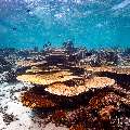 Coral, photo taken in Maldives, Male Atoll, South Male Atoll, Maafushi Beiru