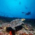 Hawksbill Sea Turtle (Eretmochelys imbricata), photo taken in Maldives, Male Atoll, South Male Atoll, Bushi Corner