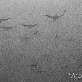Ocellated Eagle Ray (Aetobatus Ocellatus)