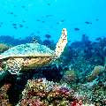 , photo taken in Maldives, Male Atoll, South Male Atoll, Miaru Faru