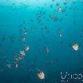 , photo taken in Maldives, Male Atoll, South Male Atoll, Miaru Faru