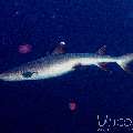 , photo taken in Maldives, Male Atoll, South Male Atoll, Miaru Faru