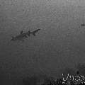 , photo taken in Maldives, Male Atoll, South Male Atoll, Miaru Faru