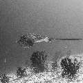 , photo taken in Maldives, Male Atoll, South Male Atoll, Miaru Faru