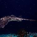 , photo taken in Maldives, Male Atoll, South Male Atoll, Miaru Faru