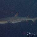 , photo taken in Maldives, Male Atoll, South Male Atoll, Miaru Faru