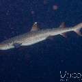 , photo taken in Maldives, Male Atoll, South Male Atoll, Miaru Faru