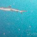 , photo taken in Maldives, Male Atoll, South Male Atoll, Miaru Faru