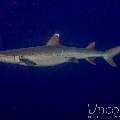 , photo taken in Maldives, Male Atoll, South Male Atoll, Miaru Faru