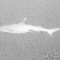 , photo taken in Maldives, Male Atoll, South Male Atoll, Miaru Faru