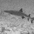 , photo taken in Maldives, Male Atoll, South Male Atoll, Miaru Faru