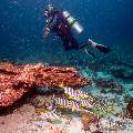 , photo taken in Maldives, Male Atoll, South Male Atoll, Miaru Faru