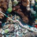 Painted Spiny Lobster (Panulirus Versicolor)