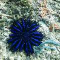 Crown Of Thorns Sea Star (Acanthaster Planci)