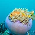 Maldives Anemonfish (Amphiprion Nigripes)