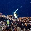 Moorish idol (Zanclus cornutus), photo taken in Maldives, Male Atoll, South Male Atoll, Kuda Giri
