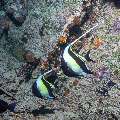 Moorish idol (Zanclus cornutus), photo taken in Maldives, Male Atoll, South Male Atoll, Kuda Giri