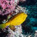 , photo taken in Maldives, Male Atoll, South Male Atoll, Kuda Giri