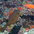 , photo taken in Maldives, Male Atoll, South Male Atoll, Kuda Giri