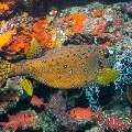 , photo taken in Maldives, Male Atoll, South Male Atoll, Kuda Giri